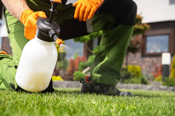 Best Flea Control Services  in Alamo Heights, TX