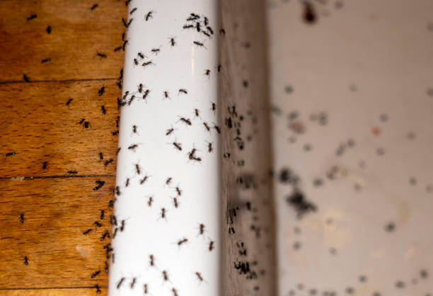 Best Termite Control Services  in Alamo Heights, TX